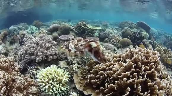 墨鱼在珊瑚礁中产卵视频的预览图