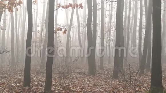 秋日来自匈牙利的雾状橡树林视频的预览图