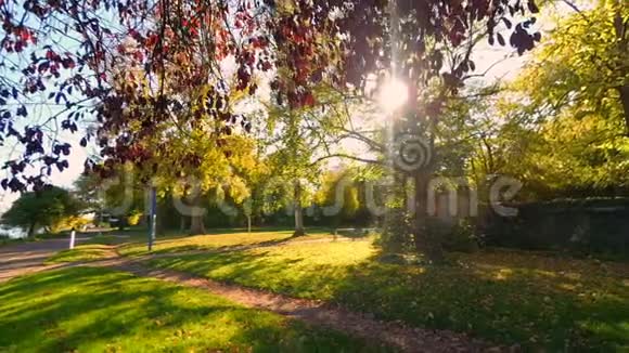 秋天森林里的树枝上有枫叶和面目全非的老人走在背景上镜头里有视频的预览图