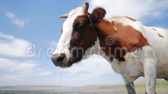 农场上的搞笑母牛看着摄像机高清慢镜头视频的预览图