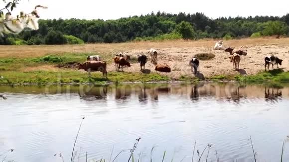 一群牛在浇水时用水解渴中午休息视频的预览图