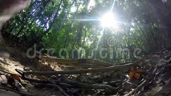 徒步旅行者夫妇在雨林丛林中散步视频的预览图