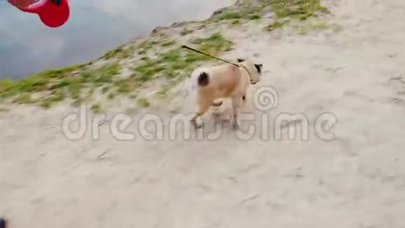 在晴朗的天气里和一只狗在湖边散步3轴稳定的pov视频视频的预览图