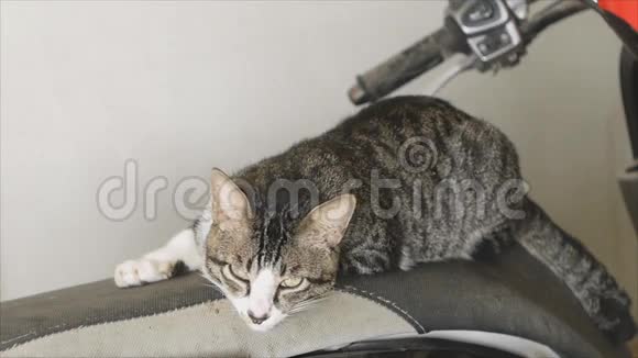 猫躺在摩托车上视频的预览图
