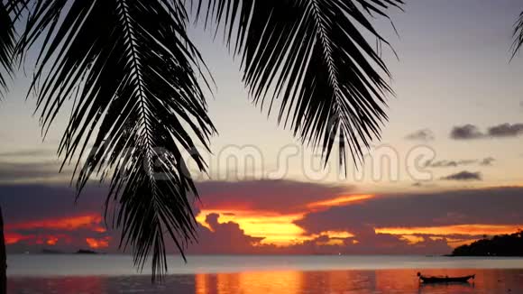 太阳光线穿过棕榈枝海岸上的热带树木日落时间视频的预览图