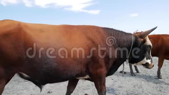 农场的奶牛公牛嗅着小腿高清慢镜头视频的预览图