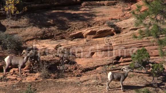 沙漠大角罗汀视频的预览图
