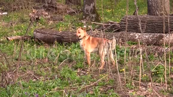 黄狗在春天的森林里四处张望散步视频的预览图