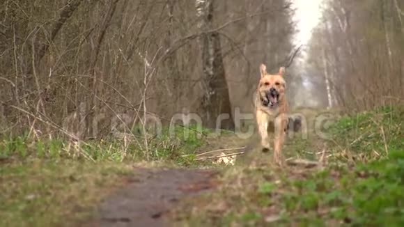 黄狗在秋天的森林里沿着小路跑得很快视频的预览图