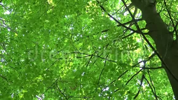 绿色新鲜的叶子普通的山毛榉欧洲山毛榉植物榉树早春在森林中落叶视频的预览图