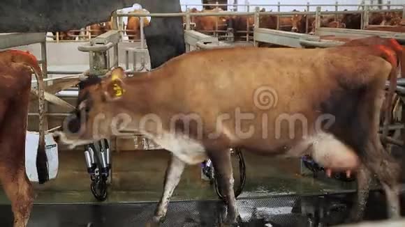 奶牛场的奶牛场吃干草视频的预览图