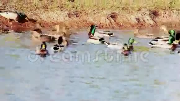 水中的鸭子视频的预览图