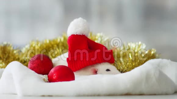 戴着红色圣诞帽的白鼠视频的预览图