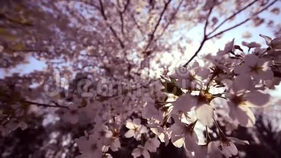 日本东京上野公园樱花视频的预览图