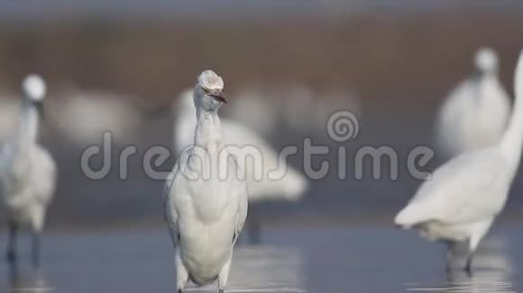 牛鹭在池塘钓鱼视频的预览图