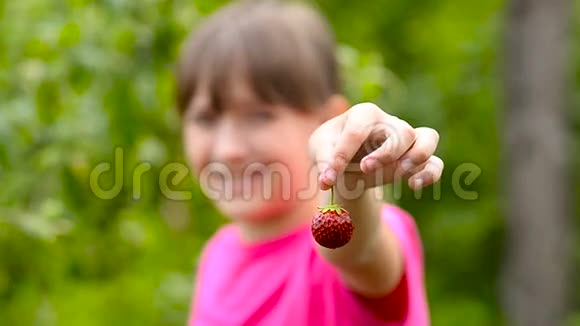 草莓红色成熟美味抱着一个女孩在种植园笑收获季节和红甜草莓视频的预览图