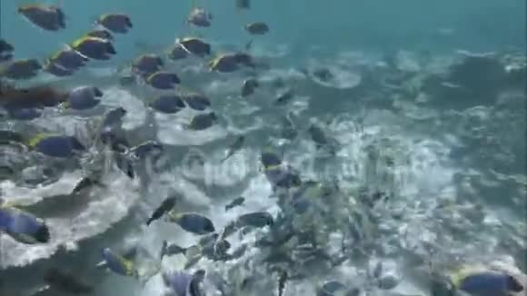 珊瑚礁和海洋生物印度洋录像视频的预览图