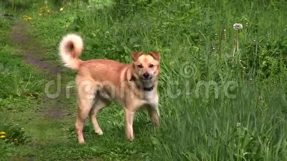 一只黄毛的杂种狗吃青草视频的预览图
