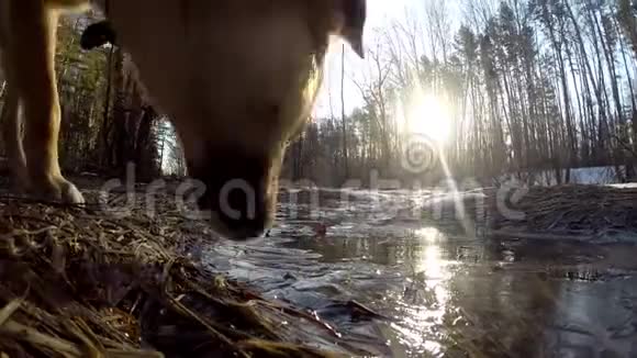 一只黄色的狗从小溪里喝水视频的预览图