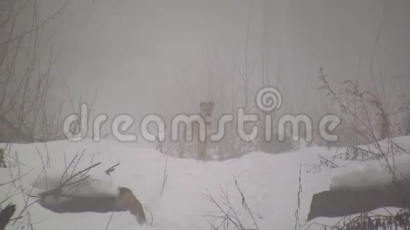 黄狗在雾蒙蒙的冬林中奔跑视频的预览图