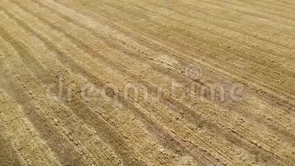组合穿过田野移除小麦从上面看空中摄影视频的预览图