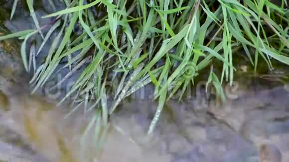 露天的一个小池塘两岸绿草如茵视频的预览图