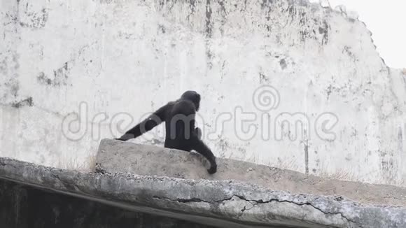 猴子嚎叫印度新德里动物园视频的预览图