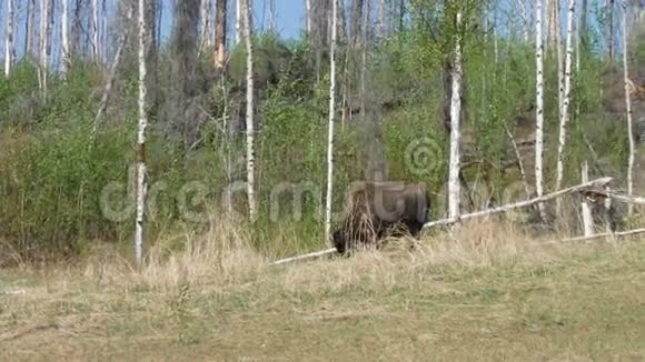 一只雄性野牛在育空地区的山坡上吃草视频的预览图