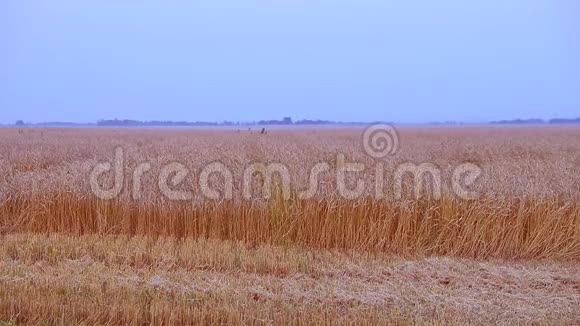 黄粮准备在农田里收割背景为蓝天的金色麦田金色的黄色视频的预览图