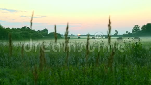 夕阳下绿油油的草地上有草和树春天的时候恐慌运动相机粉色日落模糊背景视频的预览图