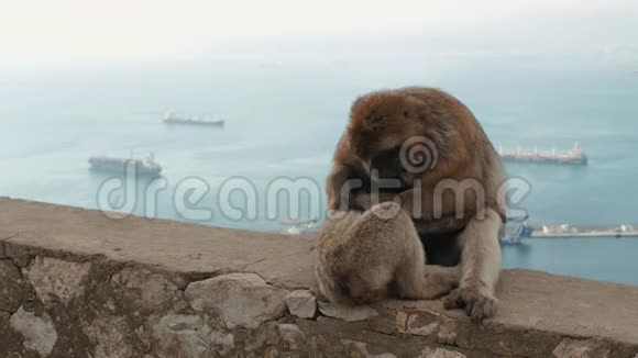 猴子在海边玩猕猴坐在水边猴子度假时在海景休息猴子视频的预览图