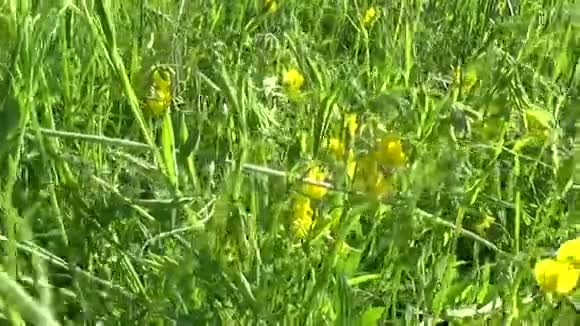 在草地上排列草原野花高清视频镜头全景运动摄像机草视频的预览图