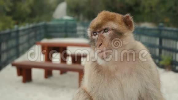 猴子在海边玩猕猴坐在水边猴子度假时在海景休息猴子视频的预览图