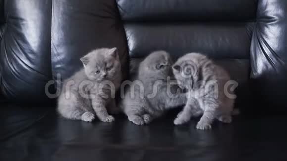 三只苏格兰直猫在沙发上玩耍的肖像视频的预览图