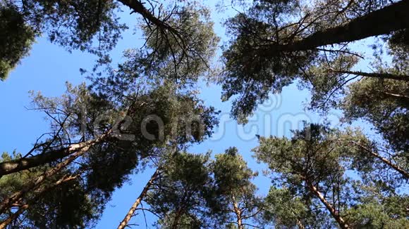 松树顶着蓝天视频的预览图