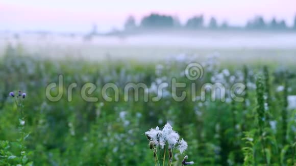 花牛蒡重点前景背景模糊的田园风光带着雾气的青草田野夏日的清晨的傍晚视频的预览图