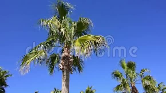风和日丽的棕榈树视频的预览图