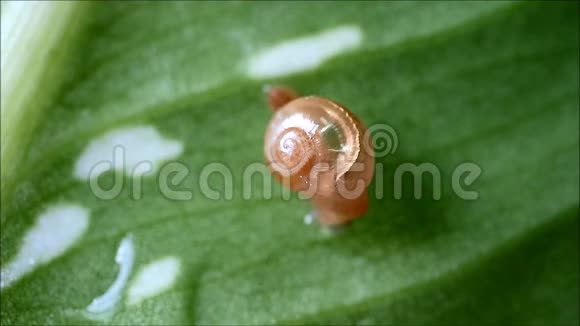 小蜗牛醒来时在湿漉漉的绿叶上伸出触手视频的预览图