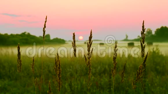 粉红色日落背景上的小穗轮廓平静的风景乡村景观日出或日落绿草如茵视频的预览图