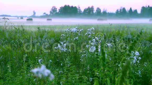 春天的景色有雾雾蒙蒙的乡间雾在大地上蔓延覆盖着草地树林和草地夏日早晨视频的预览图