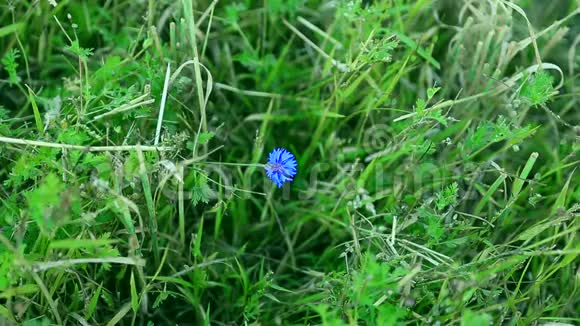 一朵孤独的矢车菊在草地中央的一片绿色的田野里独自绽放绿色的矢车菊蓝色的花视频的预览图