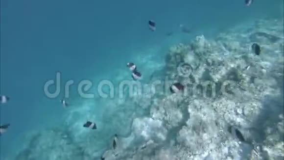 水下珊瑚礁和海洋生物印度洋录像视频的预览图