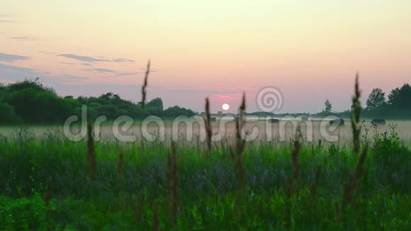 粉色夕阳乡村景观农村绿色草地场景陆地上空的白雾夏天的早晨或晚上青草视频的预览图