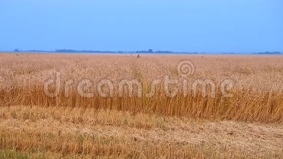 麦田农村场景小麦收获黄金小穗穗蓝天黄金石田地平线秋天视频的预览图