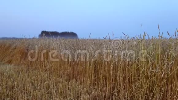 成熟的小麦小穗的金色特写在蓝天背景向右转美丽的乡村风景熟食视频的预览图