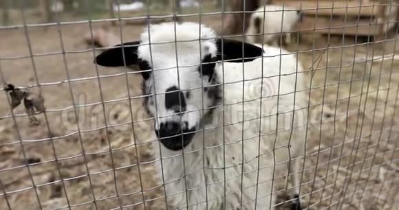 一只漂亮的羊站在一个围栏农场里视频的预览图