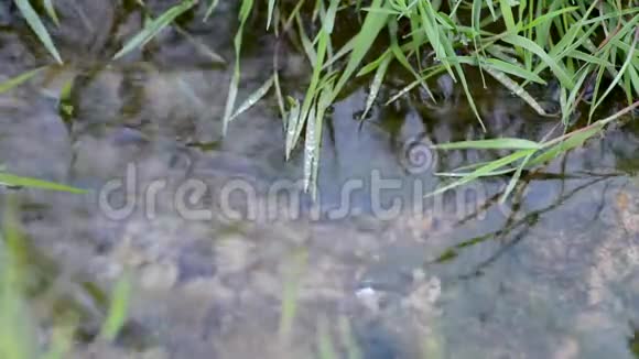 露天的一个小池塘两岸绿草如茵视频的预览图