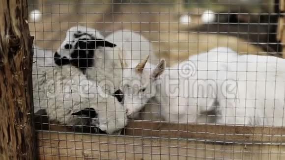 一只小白山羊打绵羊不允许它们吃视频的预览图