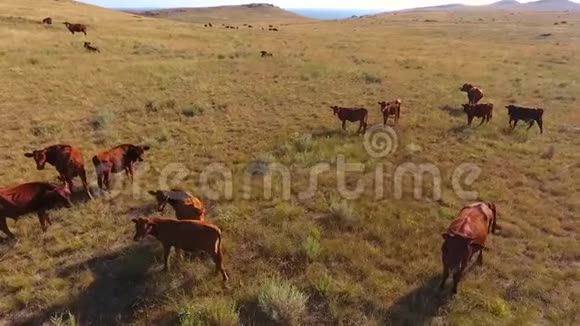 奶牛在草原草地上吃草美丽的野生自然景观钻孔摄影高清慢速运动视频的预览图