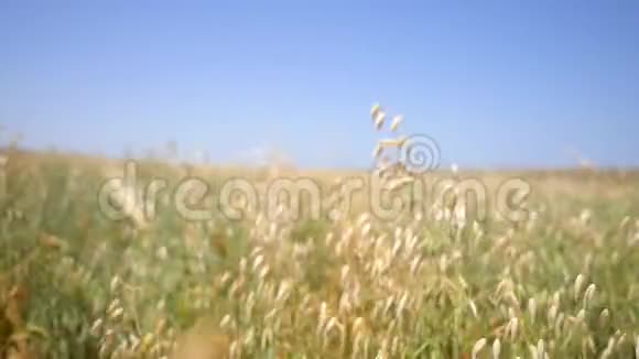 在多风的田野里吃燕麦美丽的健康有机谷物农场高清慢镜头1920x1080视频的预览图